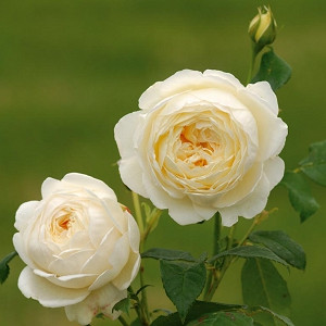 Rosa Claire Austin, Rosa Claire Austin, English Rose Claire Austin, David Austin Rose, English Rose, Fragrant roses, Shrub roses, cream roses, white roses